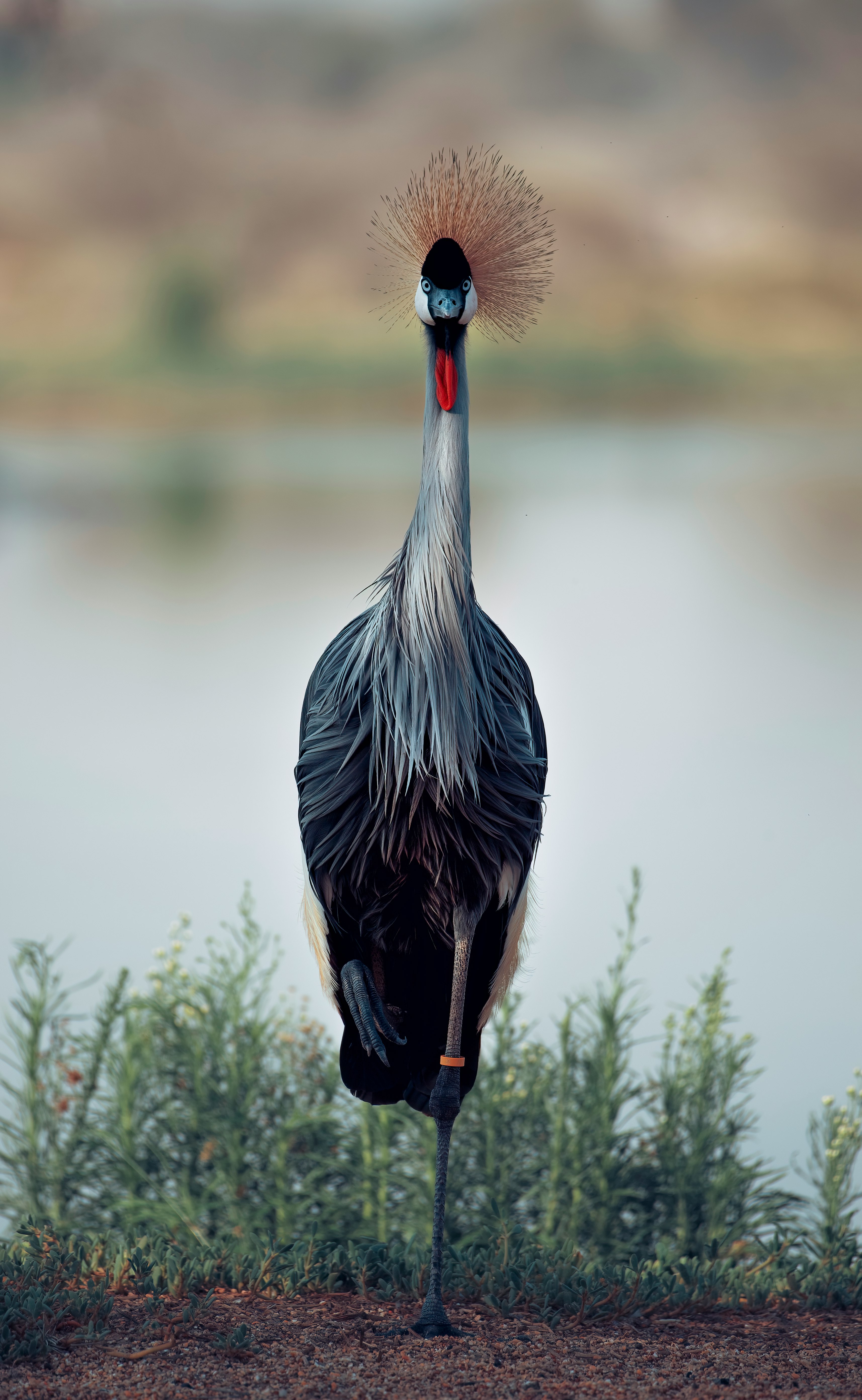 black crowned crane bird on green grass during daytime